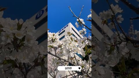 김해대학교 캠퍼스 벚꽃명소